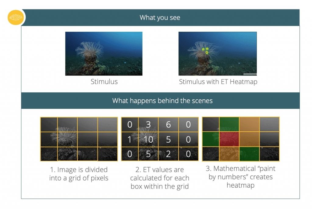 eye tracking heatmap behind the scenes explained. Different grids are assigned the value.